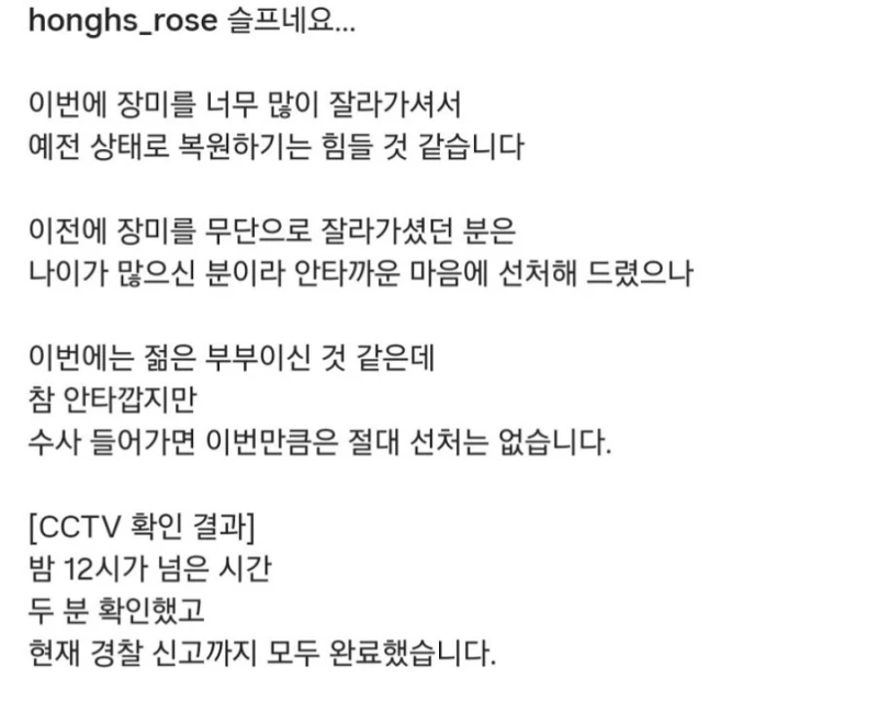 도둑맞고 훼손당한 수원 행궁동 장미 포토스팟-11