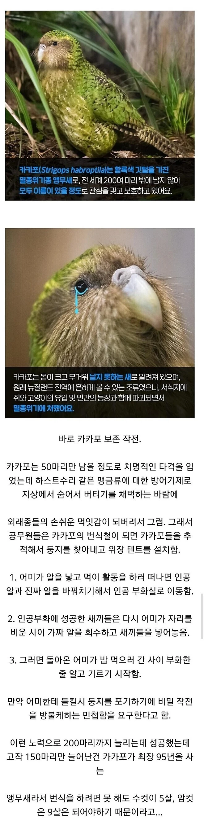 뉴질랜드 공무원들의 비밀작전 '앵무새'