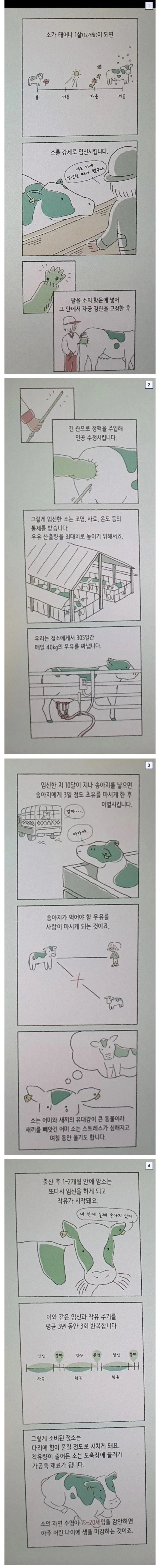 인간이 먹는 우유를 생산하는 잔인한 과정