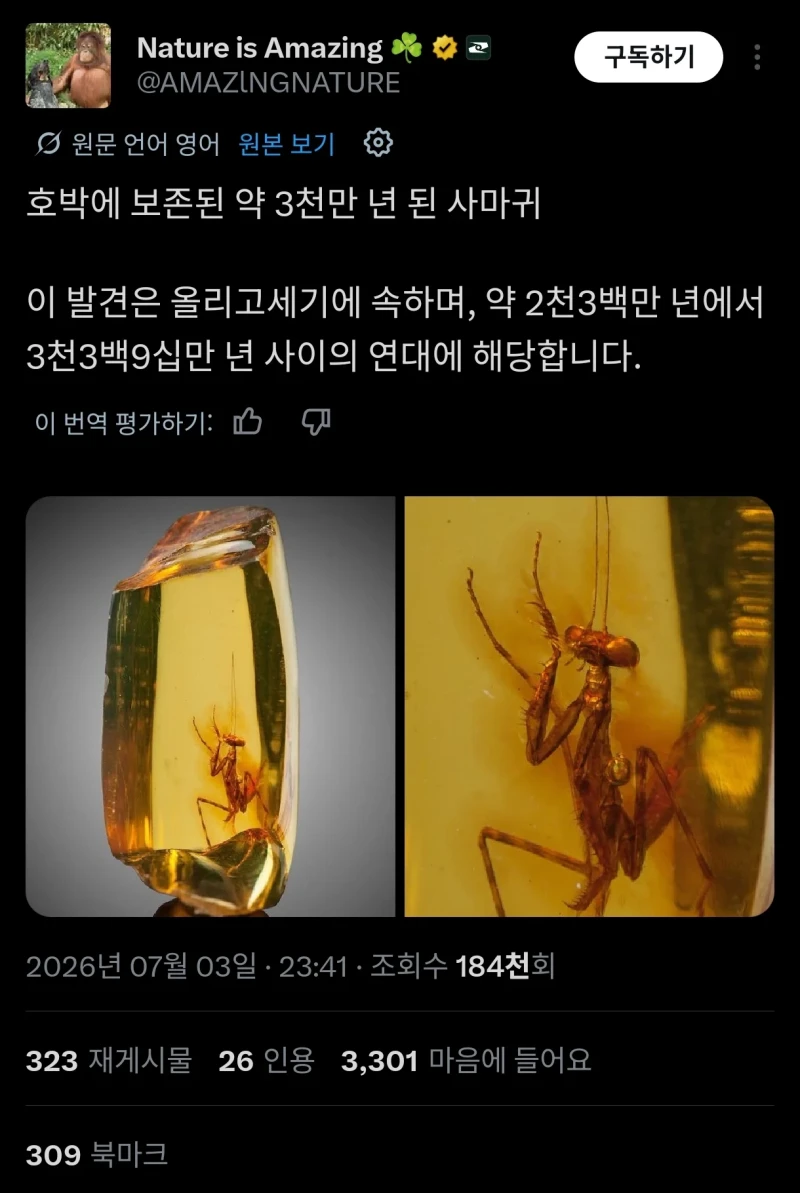 3천만년 전 사마귀