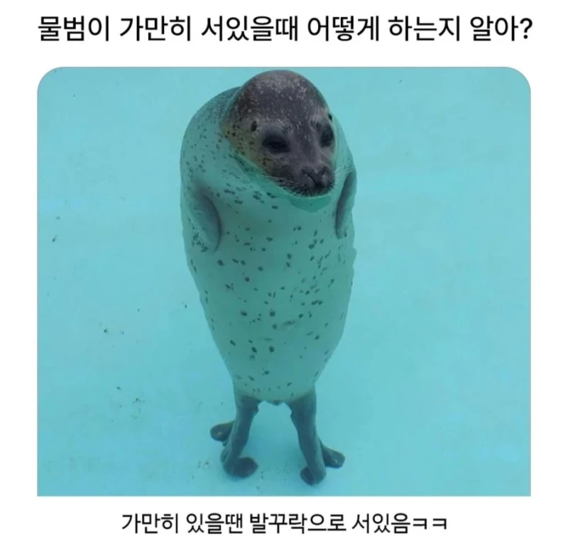 물범이 물속에서 가만히있을때 어떻게 있는지 알아?