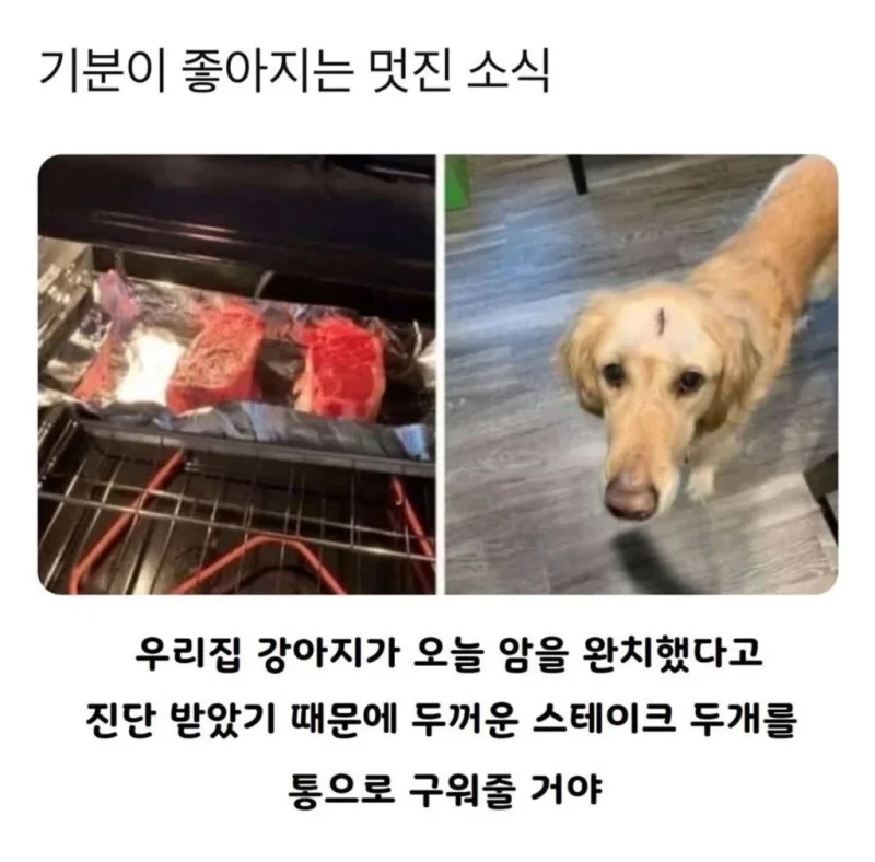 강아지에게 스테이크를 두개나 준 이유