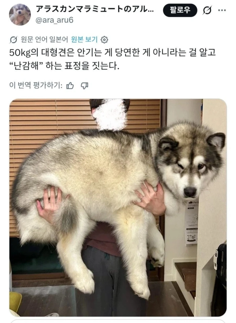 강아지 "난 안겨있는 게 당연해"-2