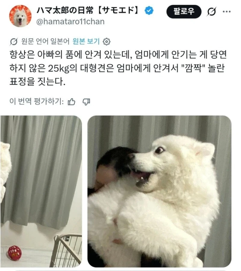 강아지 "난 안겨있는 게 당연해"-3