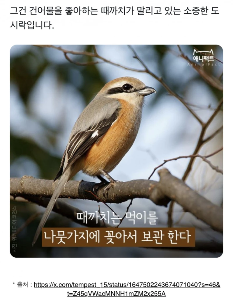 나무에 꽂힌 사체를 조심해야하는 이유.jpg-5