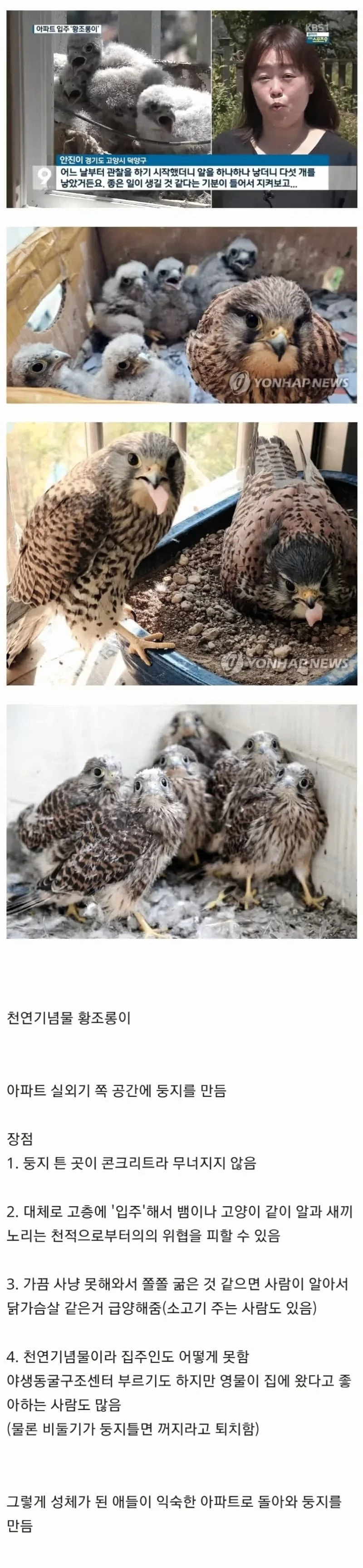 아파트 덕분에 번식률 증가한 천연기념물