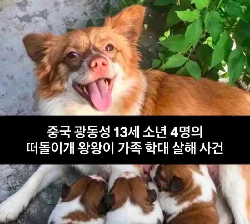 혐) 현재 중국에서 난리난 동물학대사건
