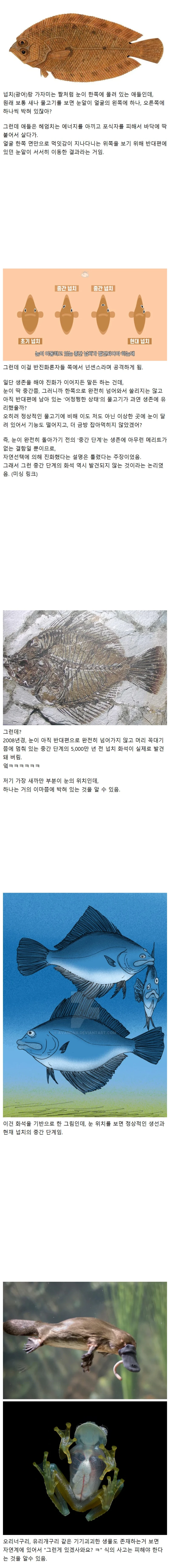 다시봐도 신박한 광어의 진화