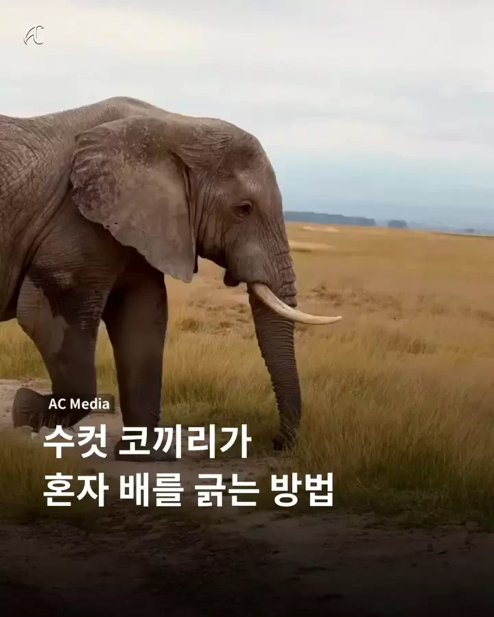 수컷 코끼리가 혼자 배를 긁는 방법