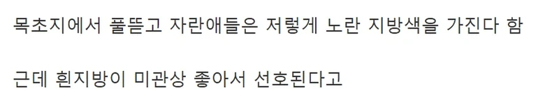 소고기 지방 색이 다른 이유-3