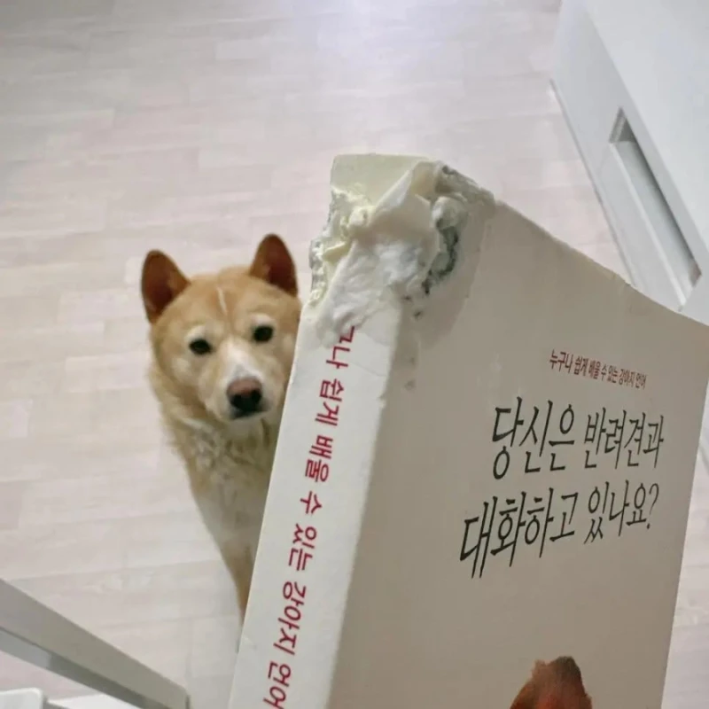 개는 대화할 마음이 없다