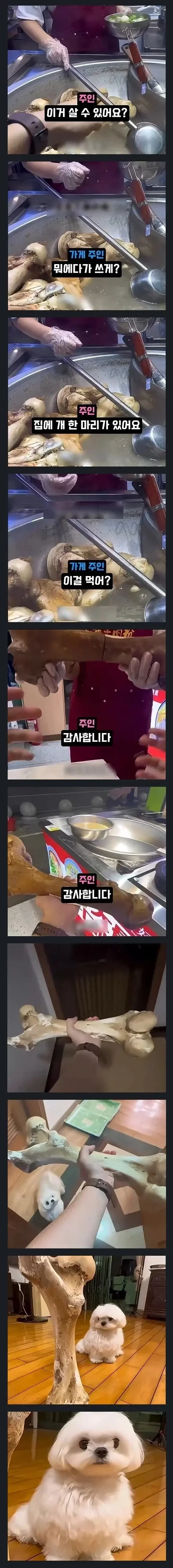 개 주려고 소뼈달라는 견주