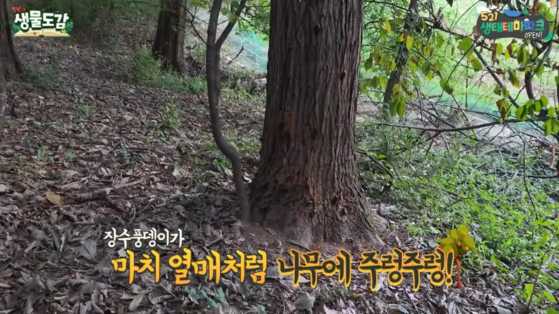 최근 전국적으로 갑자기 대거 출몰하고 있는 곤충-2