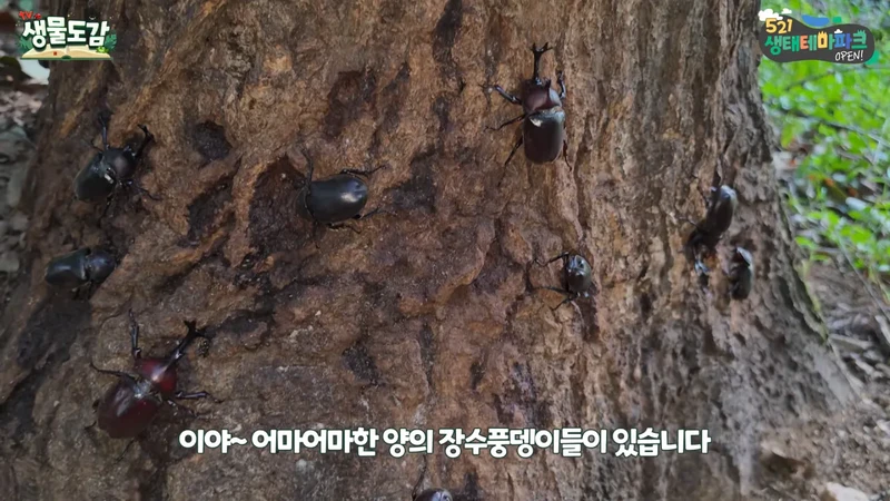 최근 전국적으로 갑자기 대거 출몰하고 있는 곤충-3