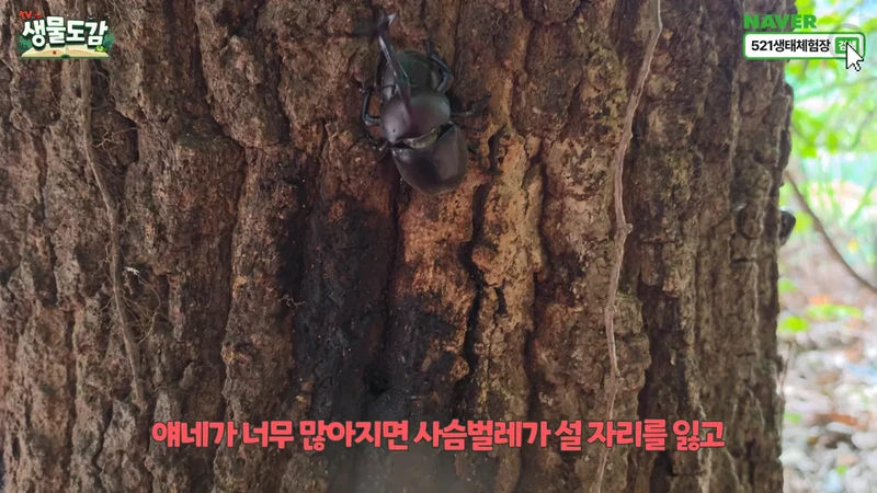 최근 전국적으로 갑자기 대거 출몰하고 있는 곤충-4