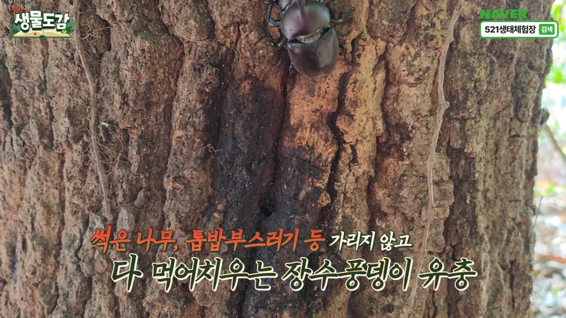 최근 전국적으로 갑자기 대거 출몰하고 있는 곤충-5