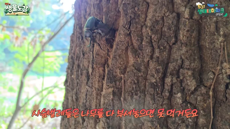 최근 전국적으로 갑자기 대거 출몰하고 있는 곤충-6