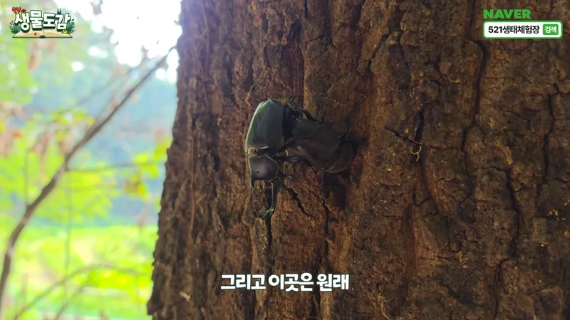 최근 전국적으로 갑자기 대거 출몰하고 있는 곤충-7