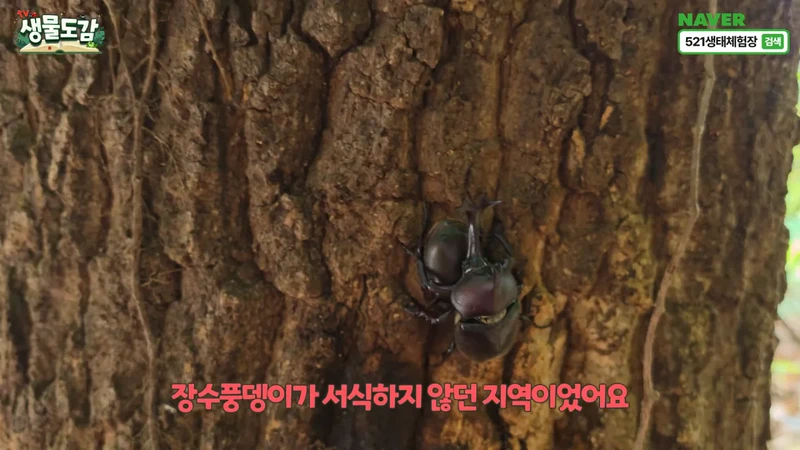 최근 전국적으로 갑자기 대거 출몰하고 있는 곤충-8