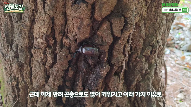 최근 전국적으로 갑자기 대거 출몰하고 있는 곤충-9