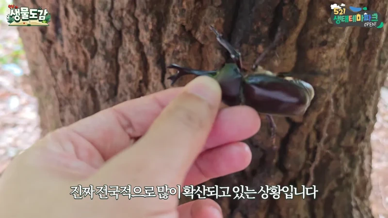 최근 전국적으로 갑자기 대거 출몰하고 있는 곤충-10