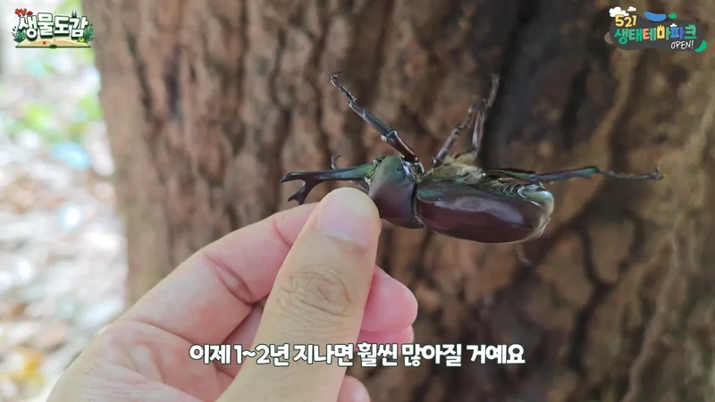 최근 전국적으로 갑자기 대거 출몰하고 있는 곤충-11