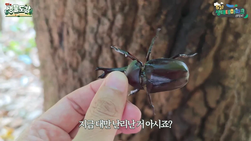 최근 전국적으로 갑자기 대거 출몰하고 있는 곤충-12