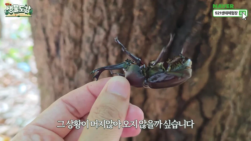 최근 전국적으로 갑자기 대거 출몰하고 있는 곤충-13