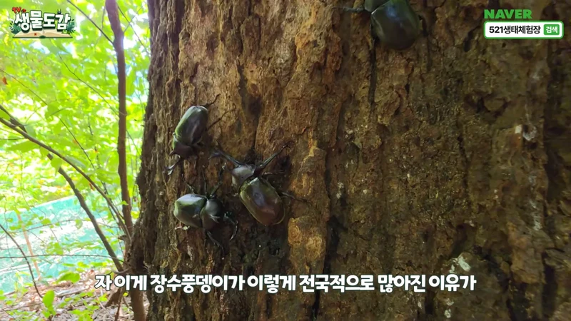 최근 전국적으로 갑자기 대거 출몰하고 있는 곤충-15
