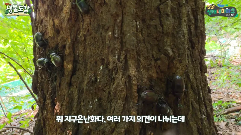 최근 전국적으로 갑자기 대거 출몰하고 있는 곤충-16