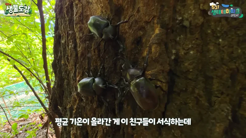 최근 전국적으로 갑자기 대거 출몰하고 있는 곤충-17