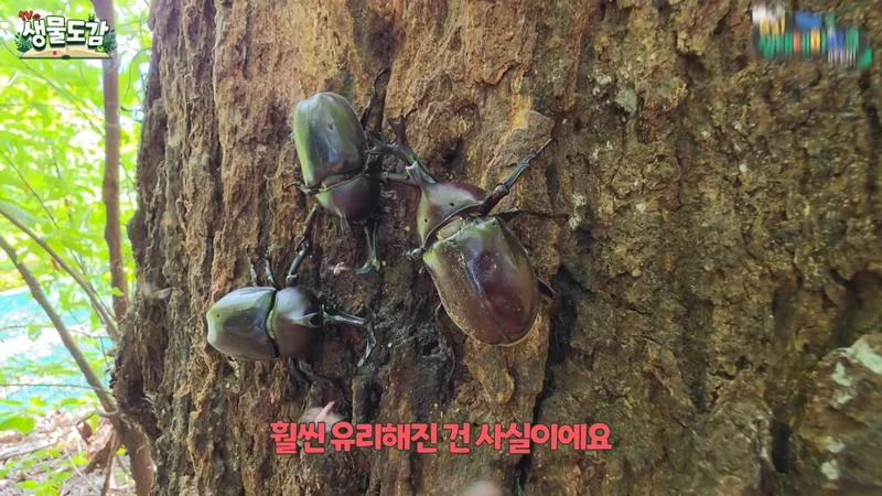 최근 전국적으로 갑자기 대거 출몰하고 있는 곤충-18