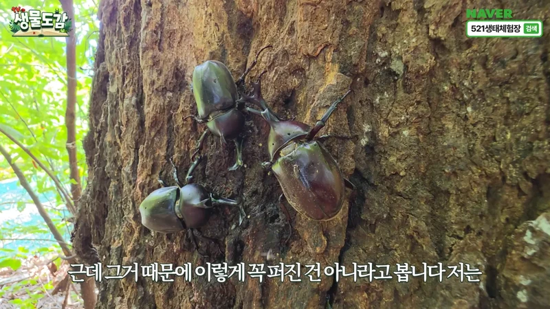 최근 전국적으로 갑자기 대거 출몰하고 있는 곤충-19