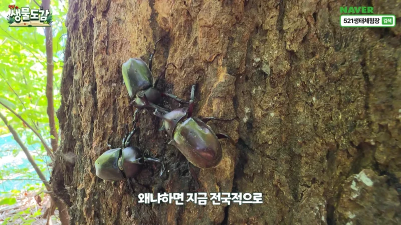 최근 전국적으로 갑자기 대거 출몰하고 있는 곤충-20
