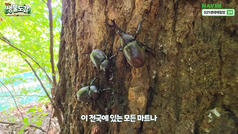 최근 전국적으로 갑자기 대거 출몰하고 있는 곤충-21