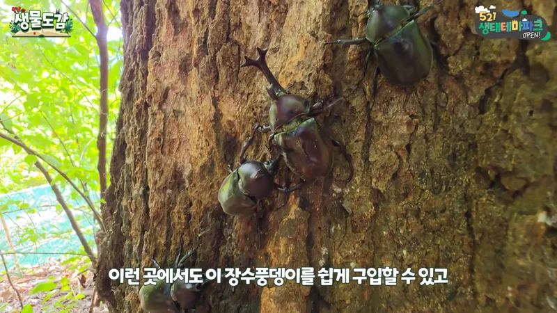 최근 전국적으로 갑자기 대거 출몰하고 있는 곤충-22
