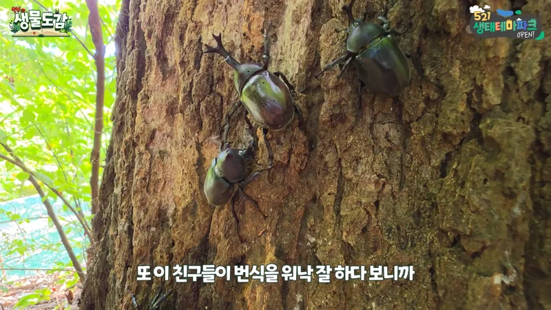 최근 전국적으로 갑자기 대거 출몰하고 있는 곤충-23