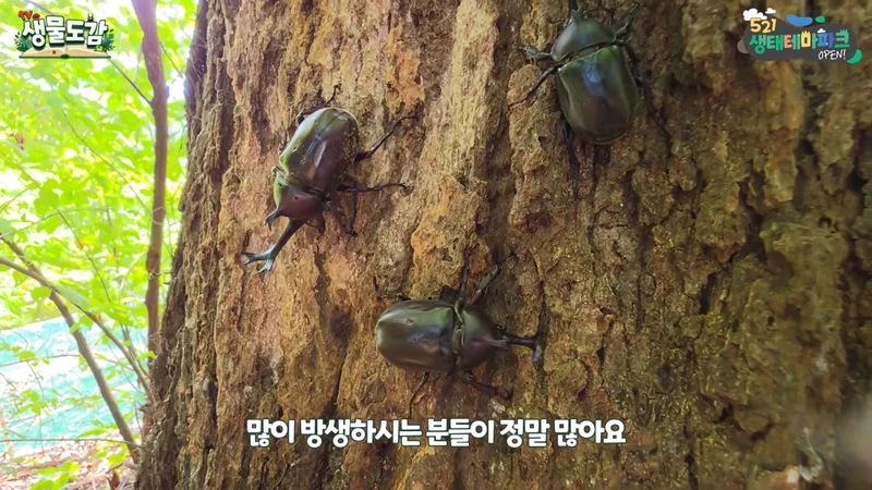 최근 전국적으로 갑자기 대거 출몰하고 있는 곤충-24
