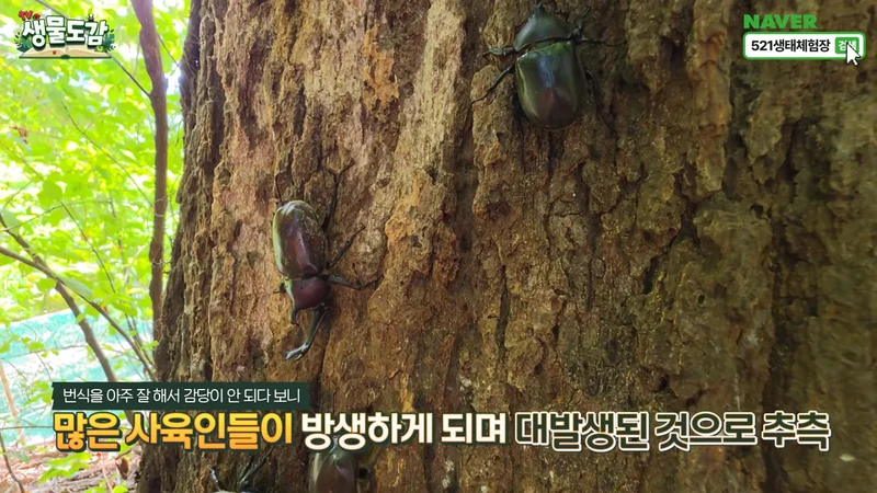 최근 전국적으로 갑자기 대거 출몰하고 있는 곤충-25
