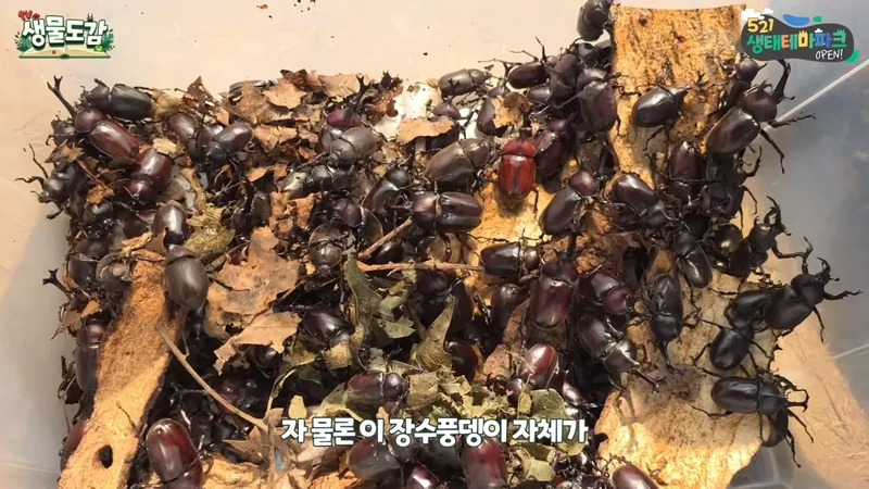 최근 전국적으로 갑자기 대거 출몰하고 있는 곤충-26