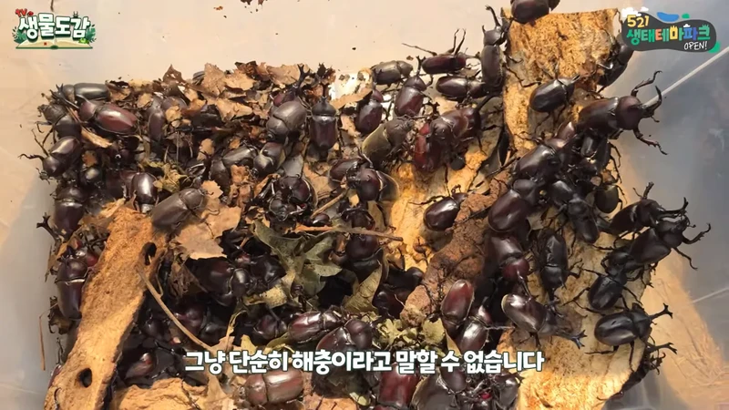 최근 전국적으로 갑자기 대거 출몰하고 있는 곤충-27