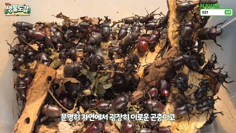 최근 전국적으로 갑자기 대거 출몰하고 있는 곤충-28