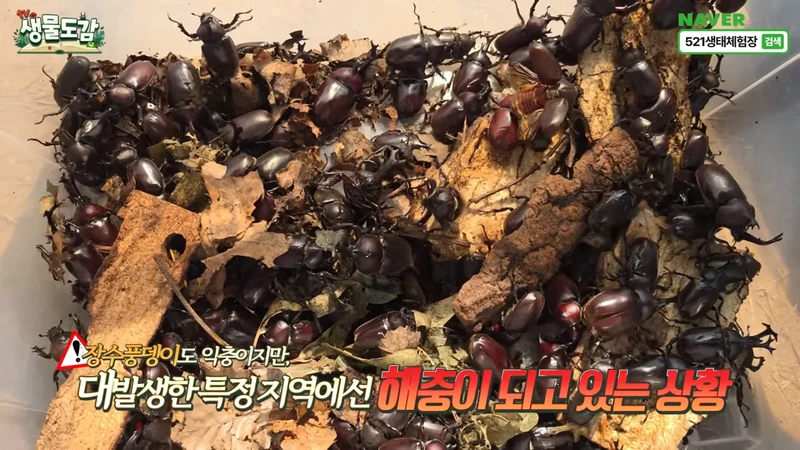 최근 전국적으로 갑자기 대거 출몰하고 있는 곤충-29