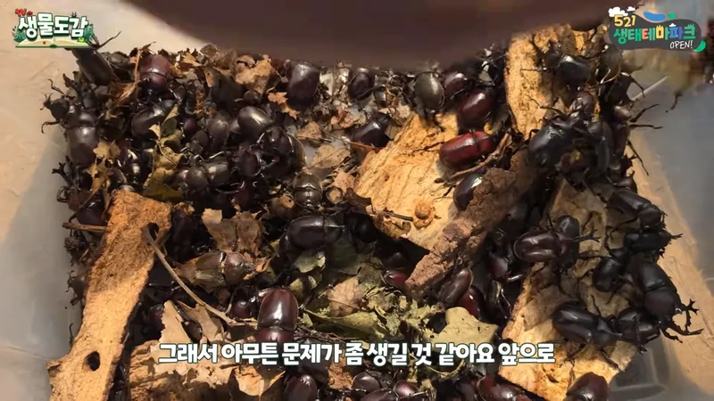 최근 전국적으로 갑자기 대거 출몰하고 있는 곤충-30