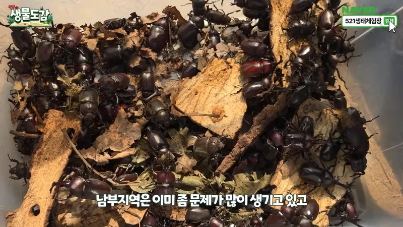 최근 전국적으로 갑자기 대거 출몰하고 있는 곤충-31