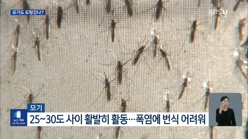 모기도 질렸다...폭염에 개체수 급감-6