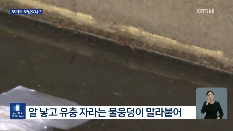 모기도 질렸다...폭염에 개체수 급감-7