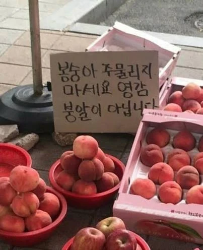복숭아를 절대 만지면 안되는 이유-2