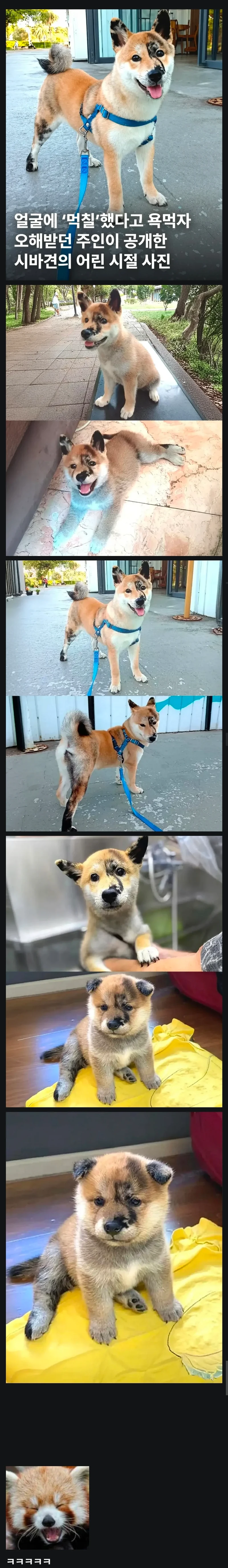 얼굴에 '먹칠'했다고 욕먹자 오해받던 주인이 공개한 시바견의 어린 시절 사진