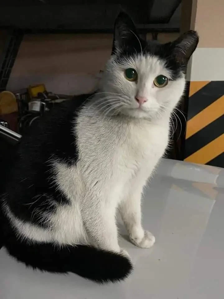 고양이 이름이 양락이인 이유..